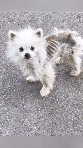 Poor puppy. #rescue #animals #rescueanimals #puppy #fyp 