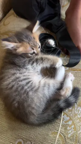 Kucing telon lanang🥰🙏🏻#kucing #telon #kucingunik #cat #catlover 