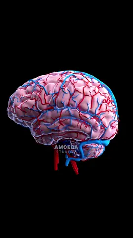Your brain is a wonderful thing. Take good care of it ❤️ Earlier this year I mapped out the major blood vessels of the brain. Here they are, animated in 3D ✨ #medicalanimation #medicine #scienceismagic #anatomy #medicalstudent 