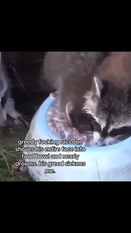 the gasps for breath pls what is he doing #spirituality #raccoon 