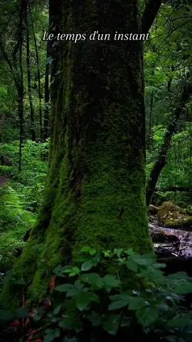 Dans la nature, l’âme se perd pour mieux se retrouver#nature #apaisant #calme #zen #serenite 