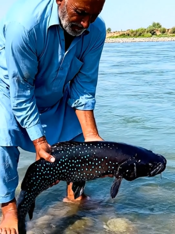 Beautiful fish 🐟 #foryoupage #foryou #trending #viral #fyp 