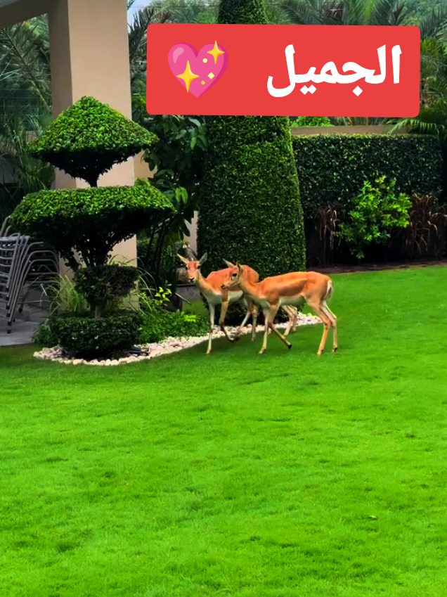 #بادية_غرب_السودان_دارفور💪💪 #دارفور_بدو_العربان😍❤💯 #جنيديون🦅🔥❤️اولاد🔥✊️✊️ابوك🔥✌️🇸🇩🐅 #جاهزية_سرعة_حسم_في_كل_مكان_و_زمان😎 #بني_هلبا_رزيقات_مسيرية_اولاد_راشد_تعايشة #اولاد_جنيد_عطاوة_رزيقات_مسيريه_حوازمه #هبانية_اولاد_راشد_اولاد_حميد_ميسير_بني #رزيقات_السودان_الضعين_نيالا❤❤ #الشعب_الصيني_ماله_حل😂😂 @الشاعره الدعامية الرزيقية 