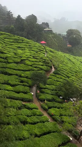 Cameron Highlands 