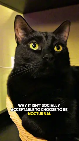Why can’t I be happy? #relatable #introvert #funny #blackcat #catsoftiktok 