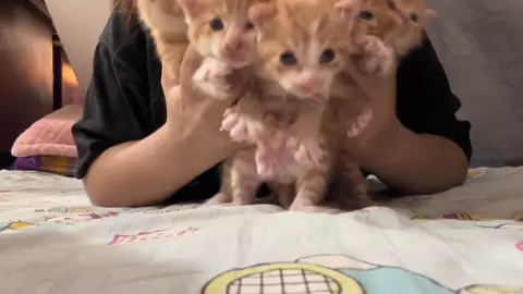 🥴🥴🥴🥴🐱💕🥰#kitten #catlover #catsoftiktok #cuteaggresion 