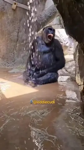 GORILLAHA HA HA HA HA 🦍😂