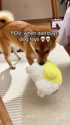 Funny video TikTok made me giggle 10/10💨##nocciolatoys #funnyvideos #shibainu #dogtoys #funny 