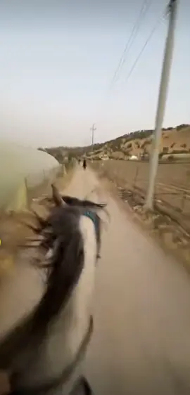 توفان 🔥🐎#ماشاءاللہ #خيل_وخياله🐎 