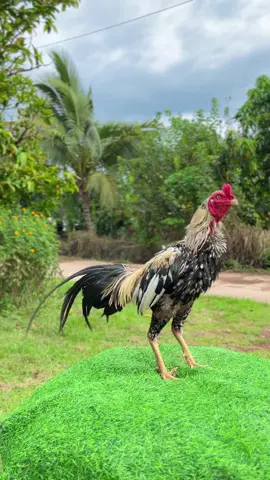 สาหล่อ #ซุ้มสมรภูมิฟาร์ม #ไก่ชน #ฝากติดตามด้วย #เด็กเลี้ยงไก่ 
