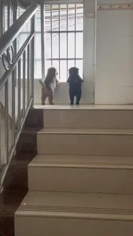 Động vật đáng yêu #xuhuong #dog #pet #funnydog #animals 