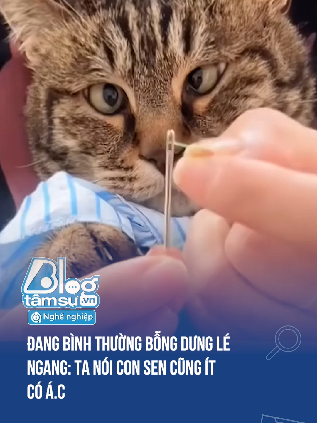 Lé theo nó luôn rồi 🤣🤣🤣 #discovery #blogtamsu #xuhuong #btsmedia #tiktoknews #viral #funfact #haihuoc #troll #meo