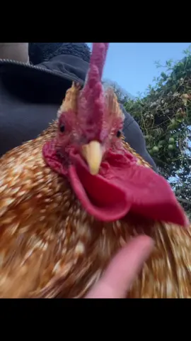 Nor 🤖🐓 #chicken #fyp 