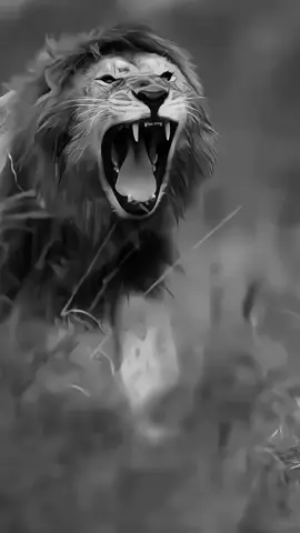#rp #story 