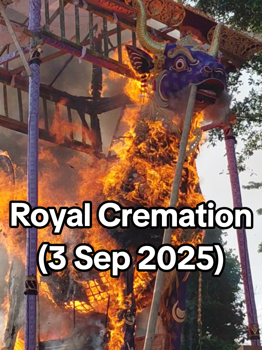 9/3、ウブド王宮でのお葬式 (本番) . Plebon di Puri Ubud, 3 Sep 2025🙏 (Hari H)  . #ubudpalace #cremation #plebon #ubud #fypage 