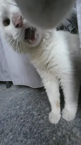 #catsoftiktok 