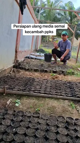 persiapan penyemaian kecambah Ppks  #ppks #fyp #sawit 