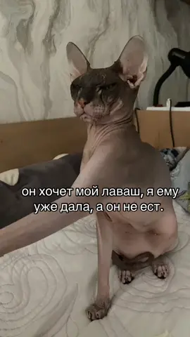 ну он не ест свой, а просит мой #сфинкс #лысик #кот #котик #киса 