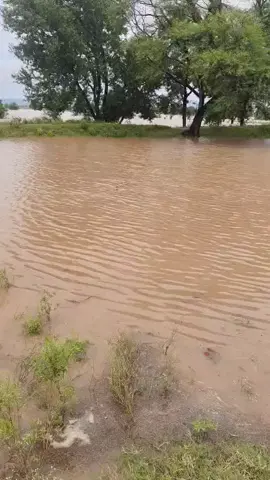 snake in water 
