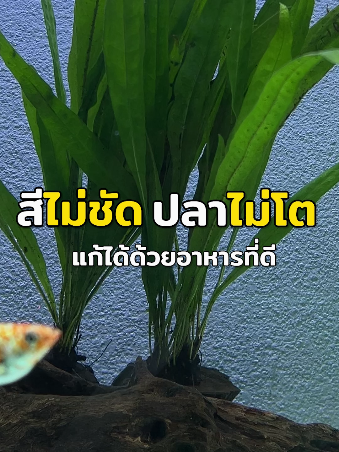 มาแล้ววว อาหารปลาบอลลูนที่ทุกคนรอคอย DPG Extreme Gromax Formula อาหารปลาบอลลูน สูตรเร่งโต เร่งสี เหมาะกับปลาบอลลูนทุกสายพันธุ์  โปรตีน 51%  เหมาะสำหรับปลาขนาด : 15-50 mm (เหมาะกับปลาโตเต็มวัย) ลักษณะเม็ด : เม็ดจมช้า คุณสมบัติ - มีส่วนผสมจากปลาทะเล คริลล์ ช่วยการเจริญเติบโต โครงสร้างแข็งแรง - มีส่วนผสมสาหร่ายสไปรูลิน่า และ แอสตาแซนธินเข้มข้น ช่วยให้ปลามีสีสันที่สดใส  - มีส่วนผสมสารสกัดจากกระเทียมธรรมชาติ และโปรไบโอติก เพิ่มการย่อยอย่างมีประสิทธิภาพ  - เสริมภูมิคุ้มกันให้ปลามีสุขภาพที่แข็งแรง - ไม่ก่อให้เกิดน้ำขุ่น ขนาด 100 G DPG Extreme Growup Formula  อาหารปลาบอลลูน สูตรเร่งโต เร่งสี เหมาะกับปลาบอลลูนทุกสายพันธุ์  โปรตีน 55% เหมาะสำหรับปลาขนาด : 10-20 mm (เหมาะกับปลาเล็ก) ลักษณะเม็ด : เม็ดจมช้า คุณสมบัติ - มีส่วนผสมจากปลาทะเล คริลล์ ช่วยการเจริญเติบโต โครงสร้างแข็งแรง - มีส่วนผสมสาหร่ายสไปรูลิน่า และ แอสตาแซนธินเข้มข้น ช่วยให้ปลามีสีสันที่สดใส  - มีส่วนผสมสารสกัดจากกระเทียมธรรมชาติ และโปรไบโอติก เพิ่มการย่อยอย่างมีประสิทธิภาพ  - เสริมภูมิคุ้มกันให้ปลามีสุขภาพที่แข็งแรง - ไม่ก่อให้เกิดน้ำขุ่น ขนาด 80 G #อาหารปลาบอลลูนDPGExtreme #อาหารปลาบอลลูนDPGGromax #อาหารปลาบอลลูนDPGGromax #อาหารปลาบอลลูนDPGGrowmup #อาหารปลาบอลลูน