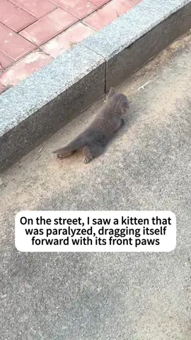TRebirth of a paralyzed stray cat#cat #rescuecat #rescueanimals #rescueanimals #straycat #help #fyp #abandoned #bonding #rescue 