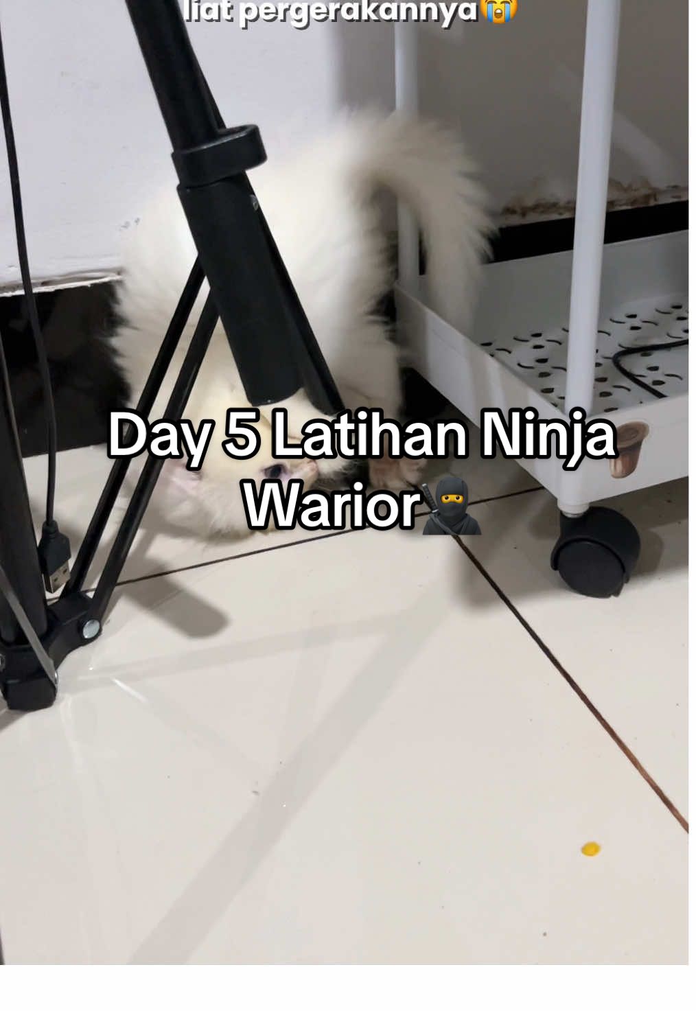Lagi latihan kelincahan ninja warior #kyu #kucingtiktok 