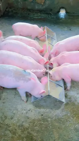 Our weaners doing th magic #ugandanfarmers #piglets #pigfarminguganda🇺🇬 