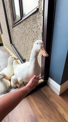 I think Goose is getting a little bit too brave 😂 #ducksoftiktok #duck #fyp #ducklings #ducktok 