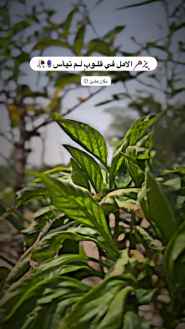 #جزء 301 |#تصويري_احترافي_الاجواء👌🏻🕊😴 #عباراتكم_الفخمه📿📌 #قناتي_تليجرام_بالبايو💕🦋 #لايك_متابعه_اكسبلور_لو_عجبكم 