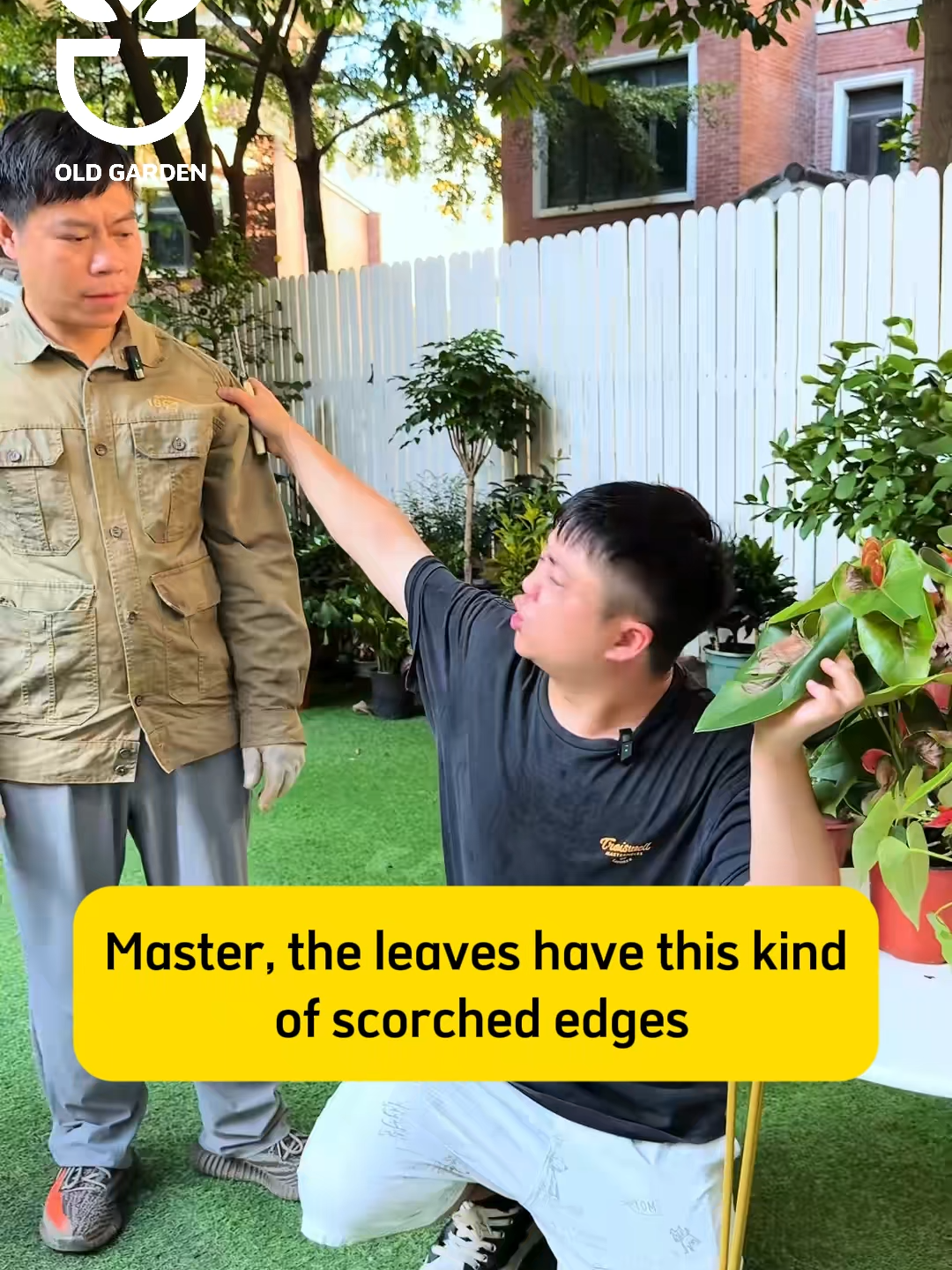 When plants develop scorched edges, there are three possible causes—let’s see which one applies to yours #plantcare #planttips #gardening #growplants #plants #planting #gardencare #garden #gardentips