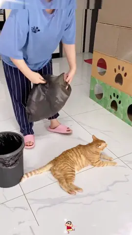 Cats are the best helpers🥰#funnycat#catlover #fvp #catsoftiktok #foryou