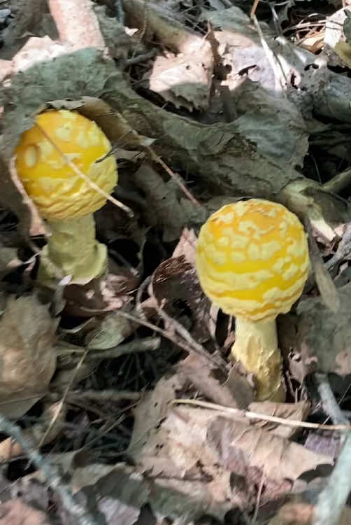 Found some beautiful aminita muscaria what a stunning mushroom!! #foraging #foragingtiktok #mushrooms #spinspunoutdoors #fyp 