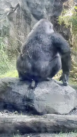 Gorilla core.#gorilla #funny #fyp #foryou #animals 