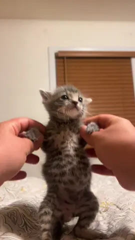 #cat #catsoftiktok #cats #cattok #catlover 