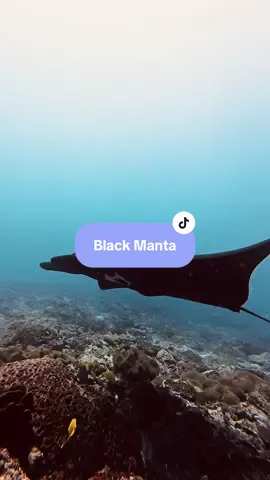 Melanistic Manta aka Black Manta Ray A melanistic manta ray is a rare, dark variation of a manta ray caused by a genetic mutation that leads to increased melanin production, resulting in an almost entirely black body. 📍Nusa Penida #nusapenida #mantaray #blackmanta #melanisticmanta #scubadiving 
