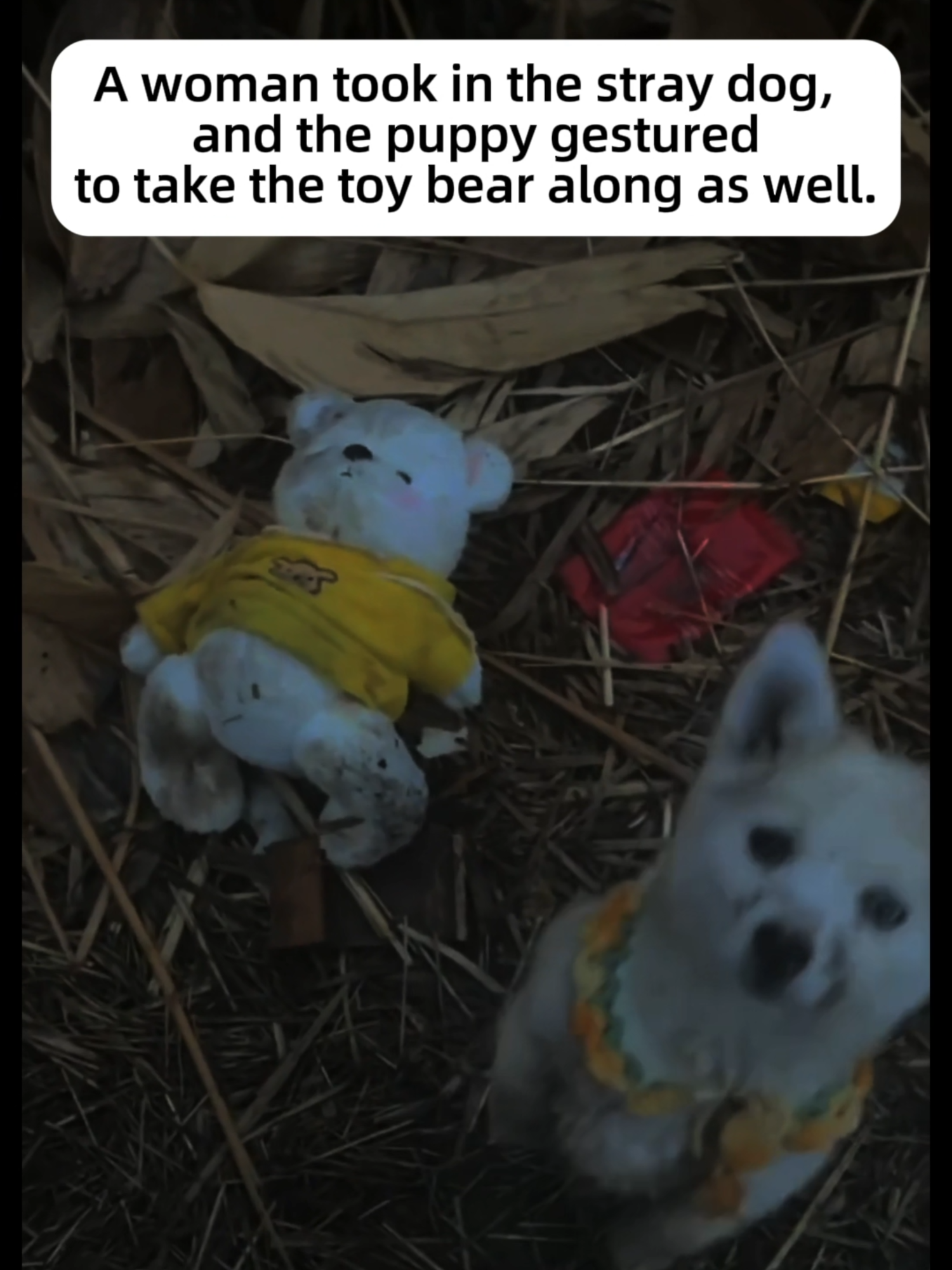 A stray dog and its little bear #animals #dog