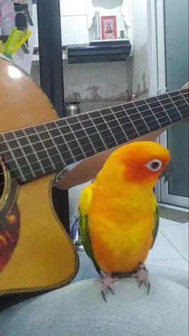 Not Lady Gaga, but I'm Lady... Parrot