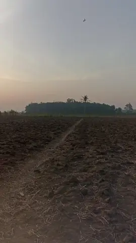 wayae tampil njo  #layangan #layanganpapiran 