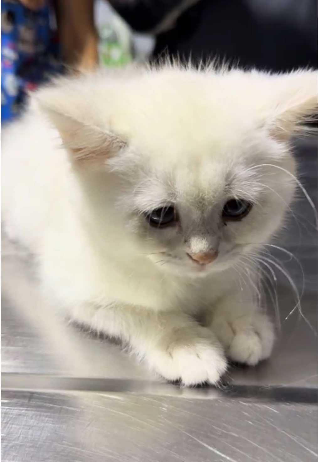 Eşref bizi ne hale getirdin 😿  #veteriner #veterinarian #veterinarian #eşreftek #esrefrüya 