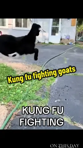 Kung fu fighting Nigerian dwarf goats #onthisday #goats #pets #nigeriandwarfgoats 