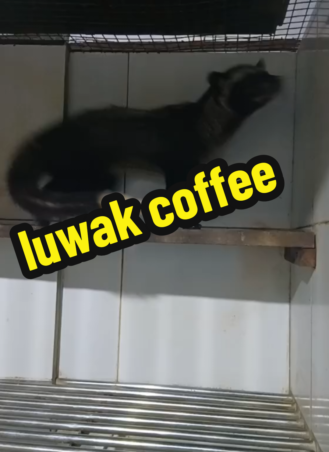 #wonderfulplaces #بونشاك #novusgiripuncak #اندونيسيا🇮🇩 #kopiluwak 