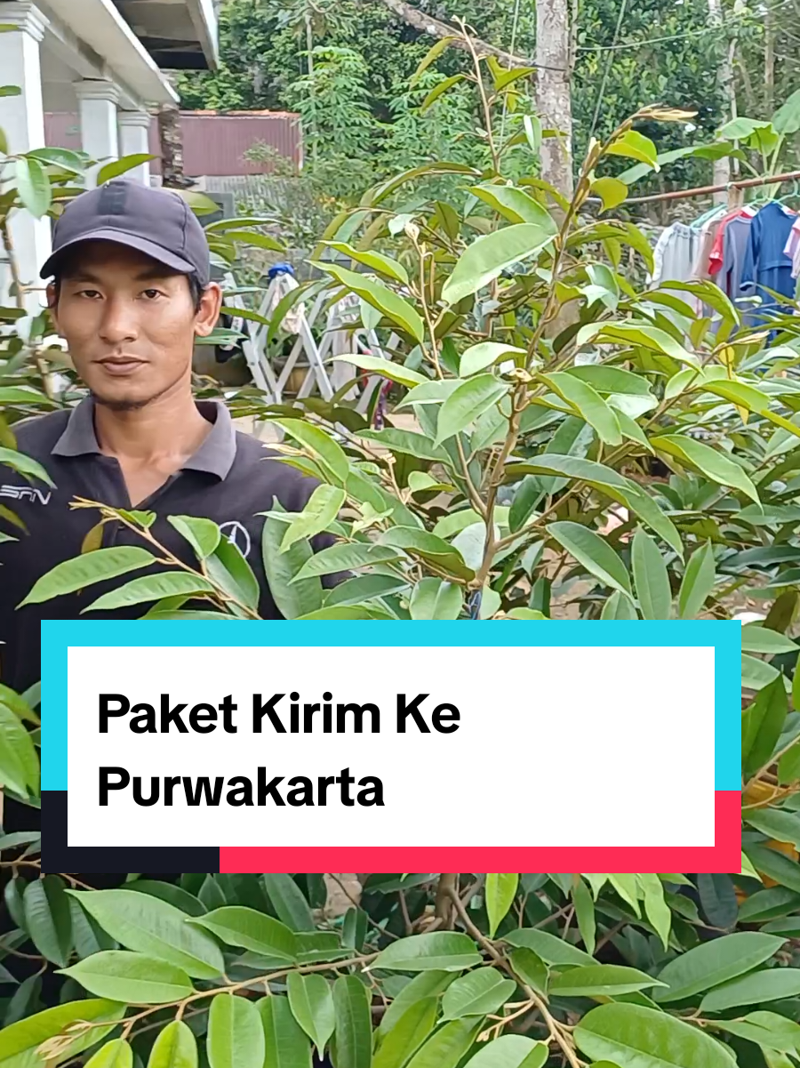 kirim 15 pohon ke purwakarta  #mucharorbibitbuah #petaniindonesia🇮🇩🇮🇩🇮🇩🌿🌿 #duriantravelerindonesia #durianlover #durianviral 