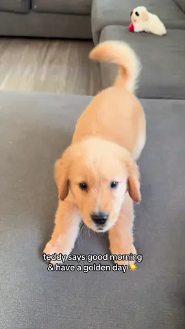 he’s starting to find his voice🤭 #fyp #goldenretriever #puppy #goodmorning 