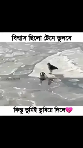 বিশ্বাস ছিলো টেনে তুলবে  কিন্তু তুমিই ডুবিয়ে দিলেন💔 #foryou #foryou 