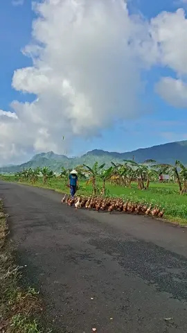 nemu telor bebek di sawah jaman dulu seperti nemu mutiara 😁😁 #alam #natural 