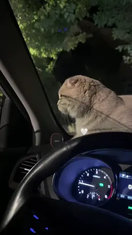 Șirin😍