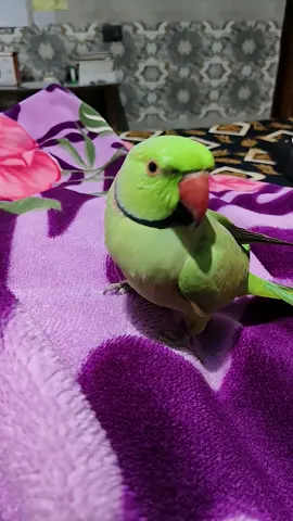 Soo beautiful parids #viral_video #foryou #1M #fyp 