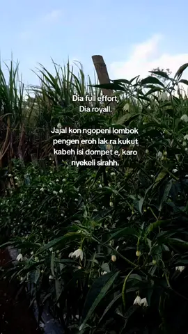 full effort? engko eruh regone produk e syngenta karo bayer nangis🤪#cmksuperbaja #petani #petanimuda #petanipemula #petaniindonesia🇮🇩🇮🇩🇮🇩🌿🌿 #petanicabai #petanicmk🌶️ #fyp #viral 