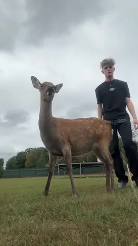 The additude😭🫶🏻#fypシ゚ #deer 