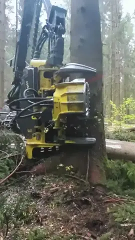 #treecuting #bigtree #machine #forestry #logger #asmr #fyp #foryourpage 